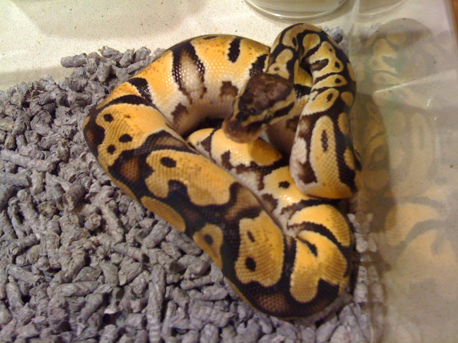 My Baby Ball And 1 Year Old Pastel