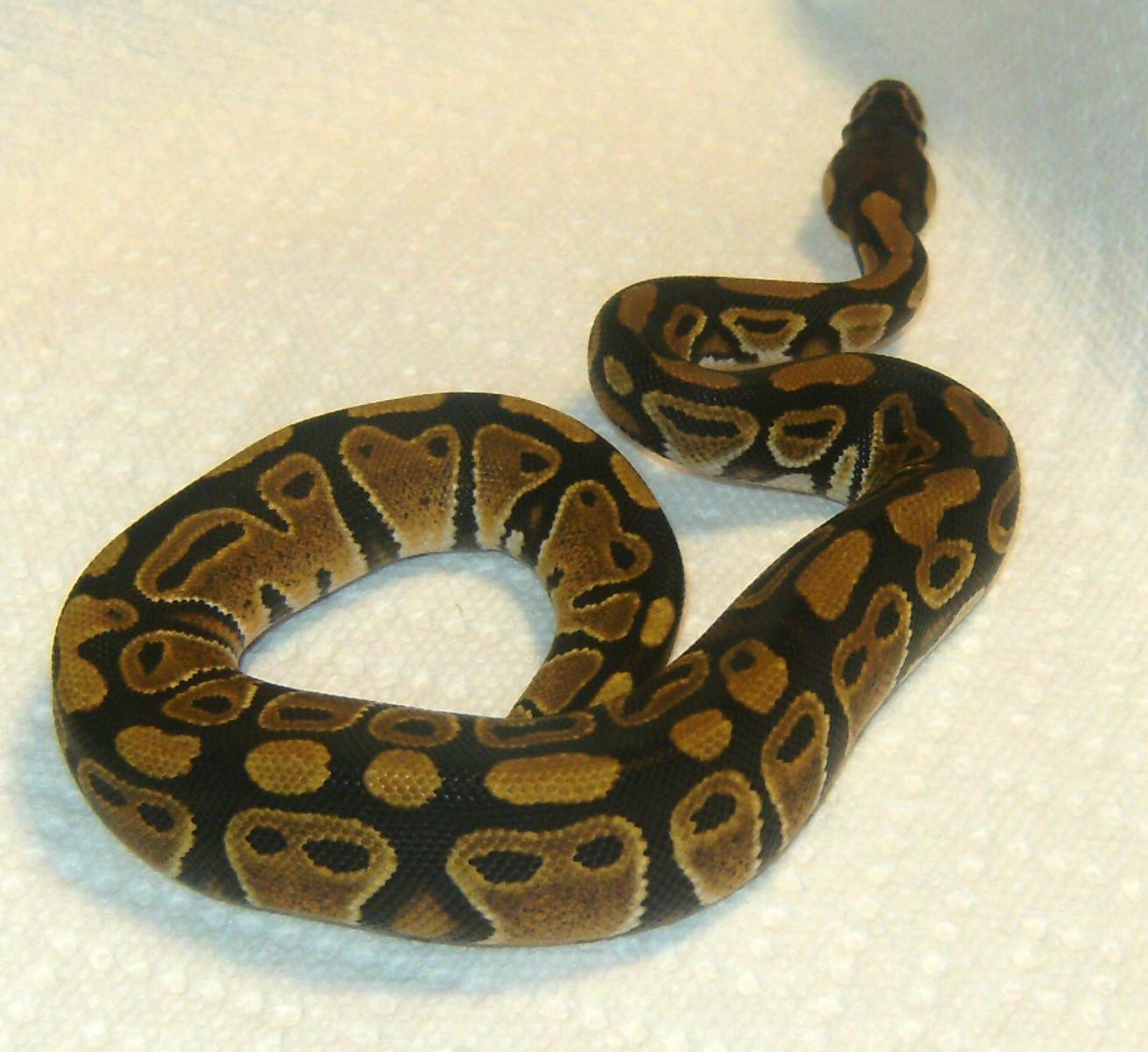 Lyssa
