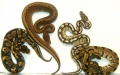 2010 Morphs From Boas and Balls