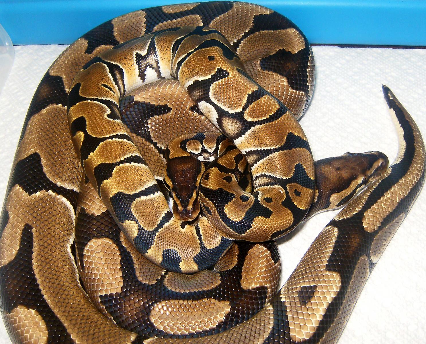 Goldburg and Goldie