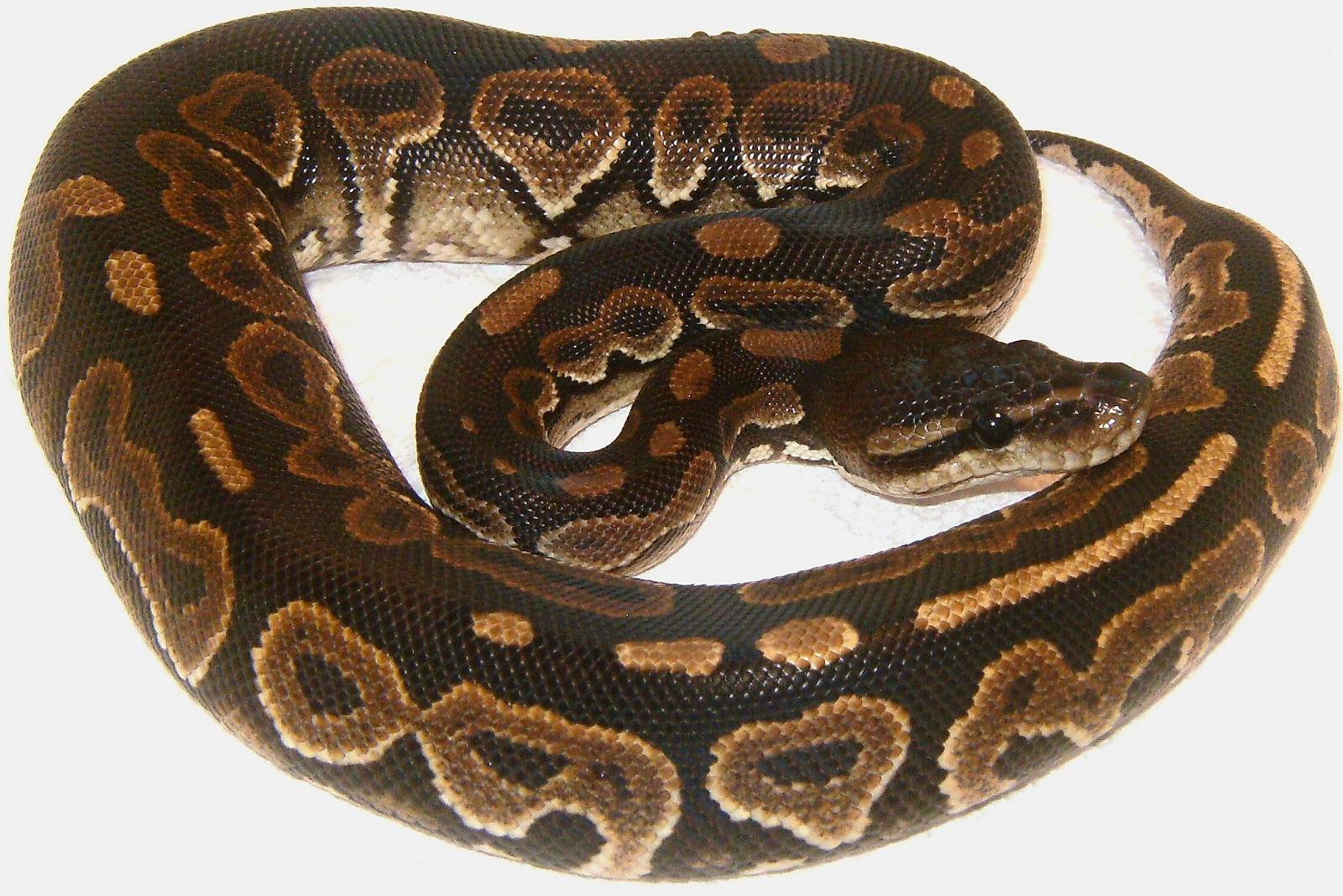 Bam Bam From Boas And Balls