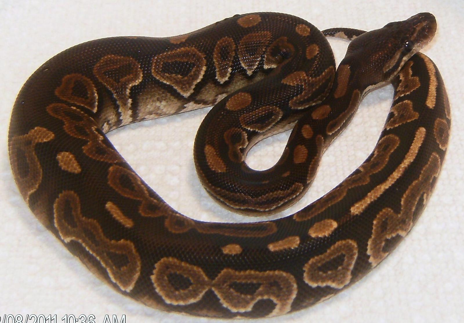 Bam Bam From Boas And Balls