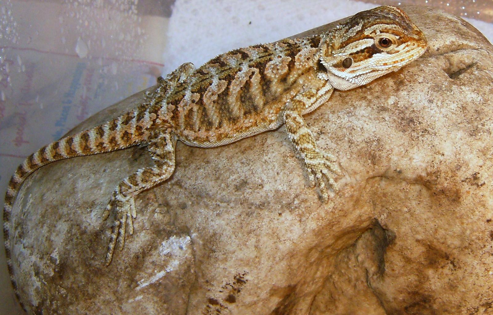 Beardies