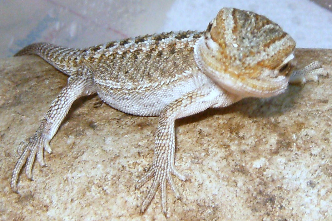 Beardies