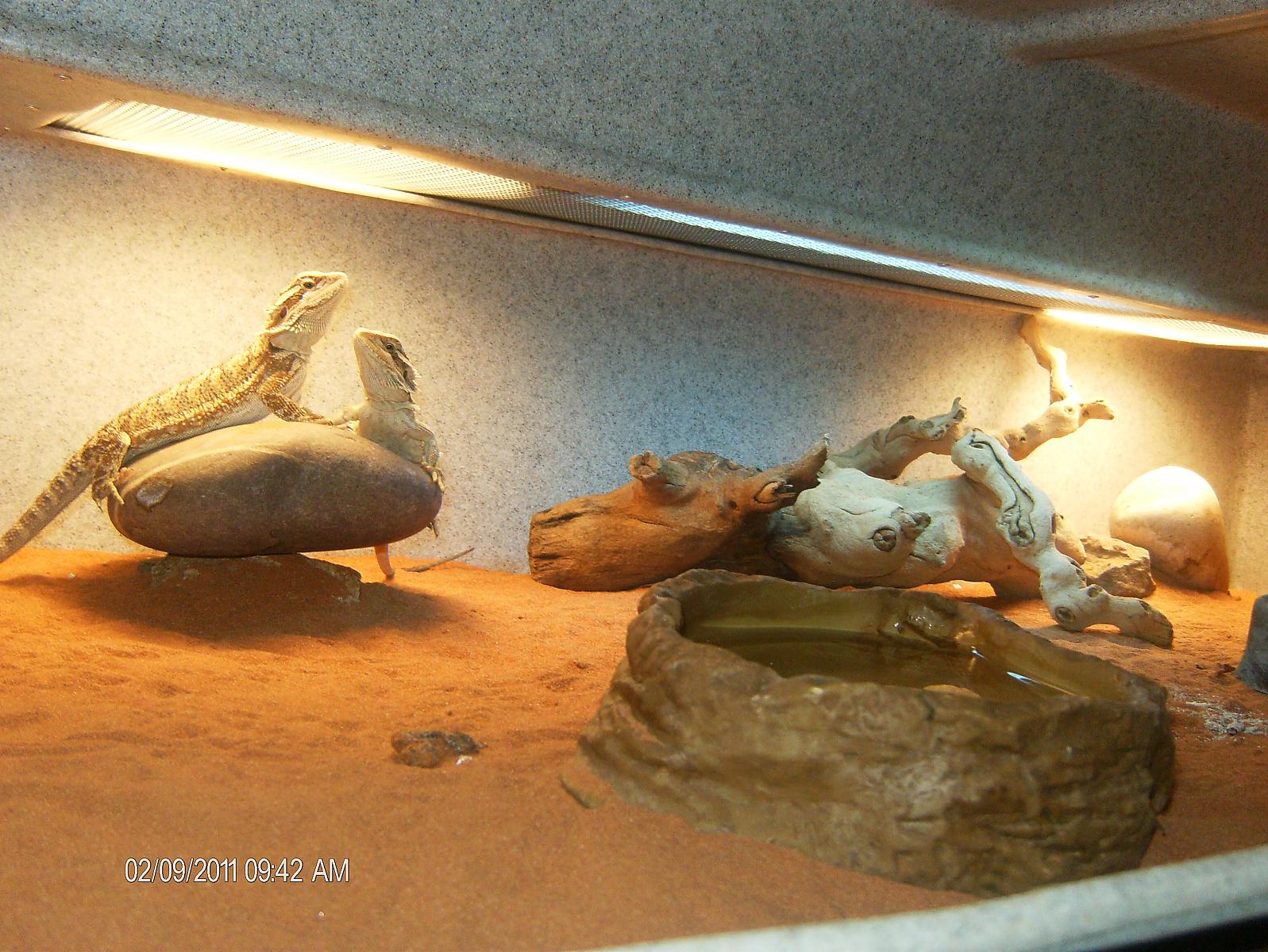 Beardies FROM BOAS AND BALLS