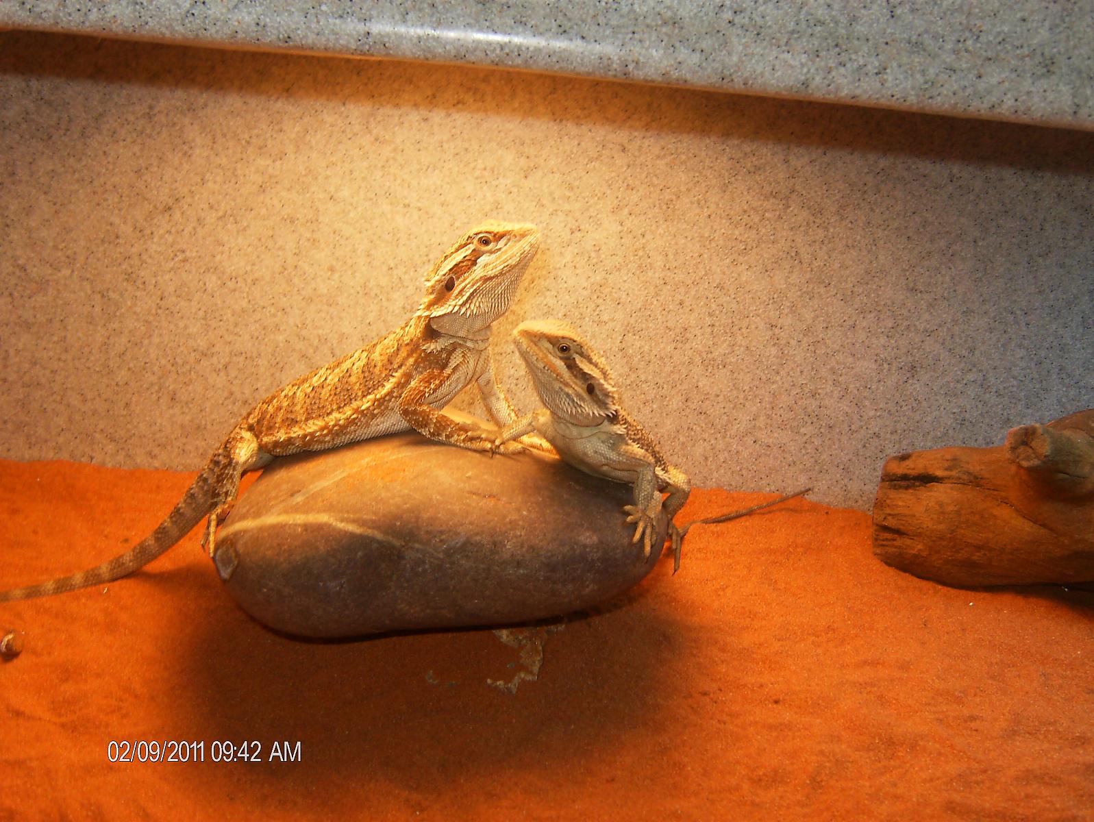 Beardies FROM BOAS AND BALLS