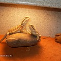 Beardies FROM BOAS AND BALLS