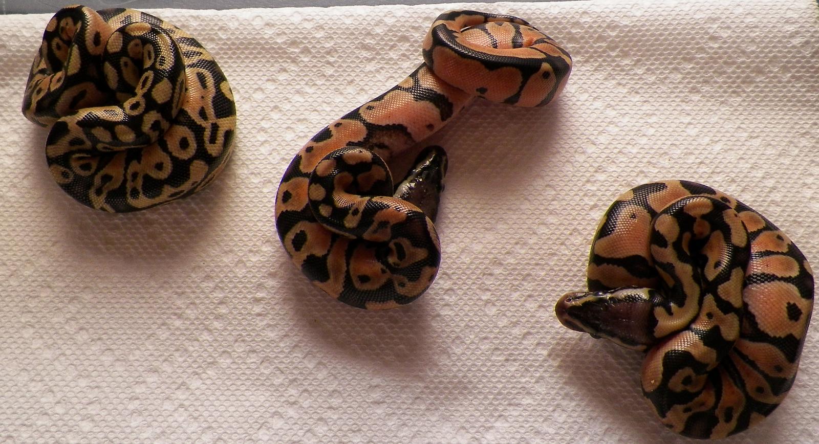 2012 1st clutch