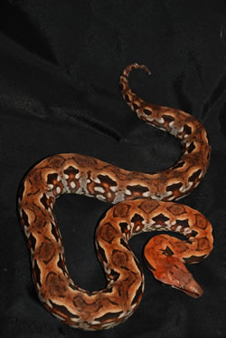 hypomad