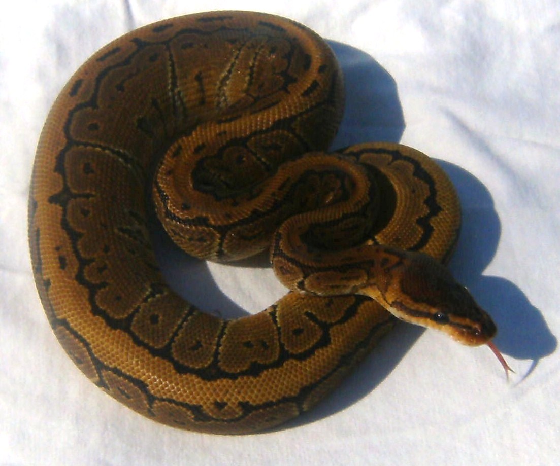 Hades from Boas and Balls