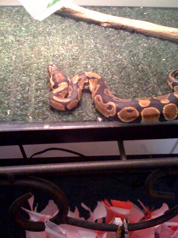 My Ball Python