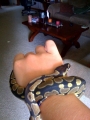 My Ball Python