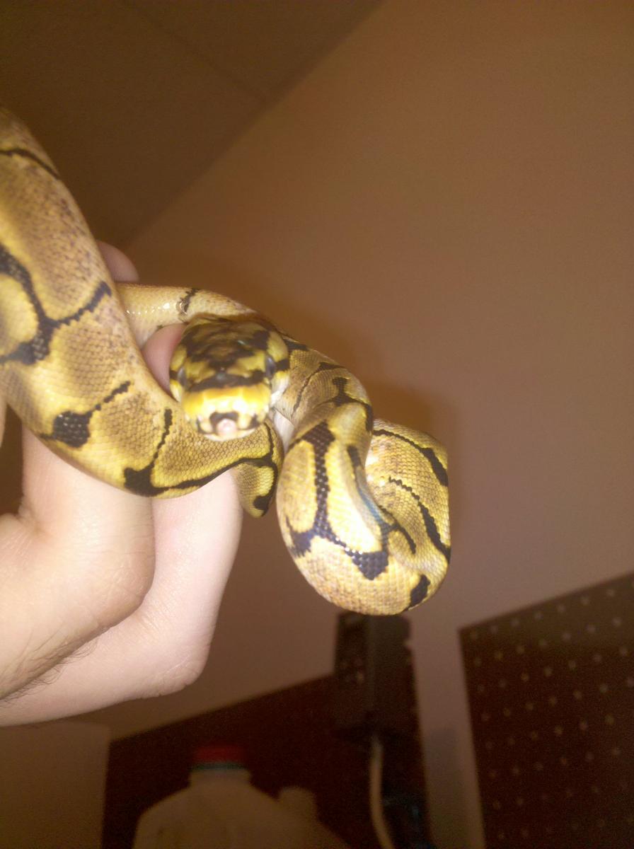 Spider Ball