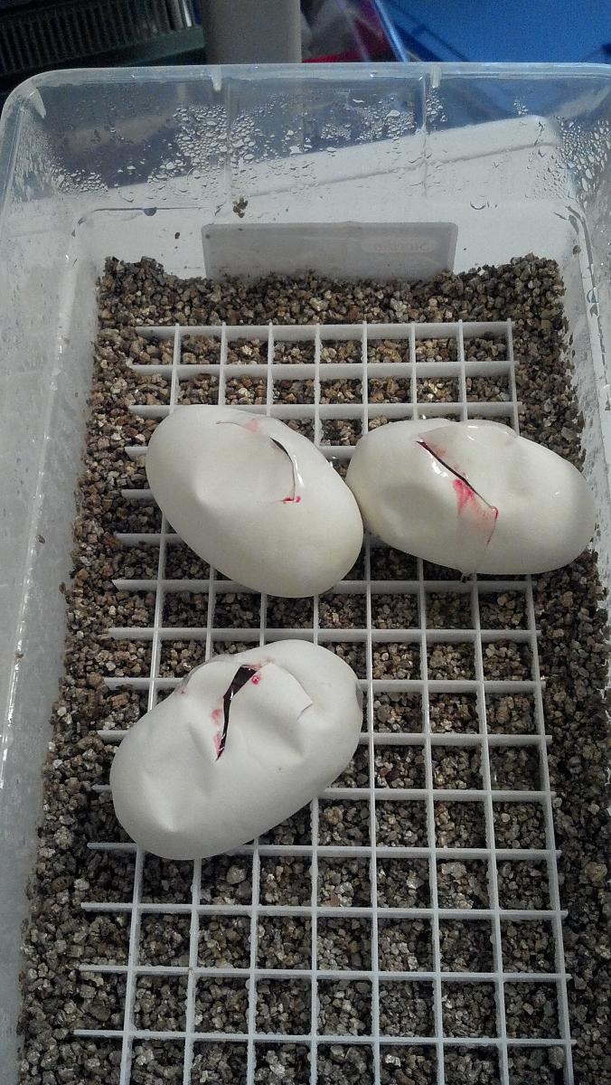 2011 seaon eggs