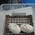 2011 seaon eggs