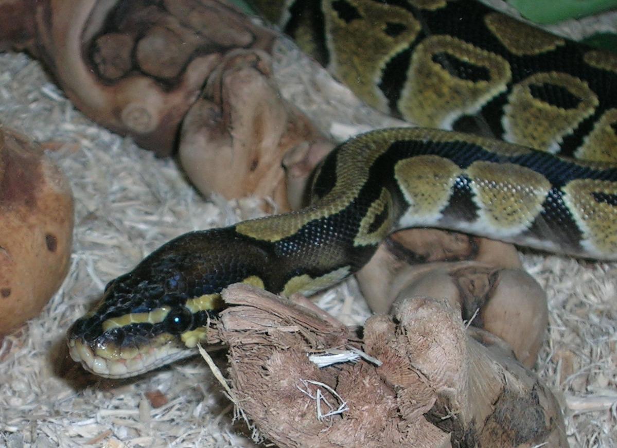 My Snakes