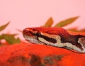 Kitiko
