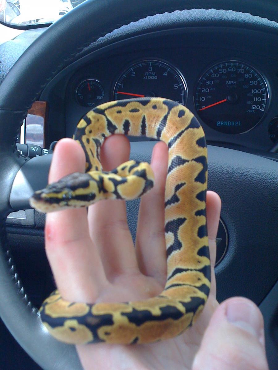 Pastel Congo