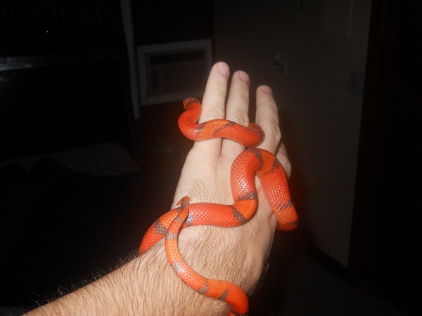Hypo Hondo
