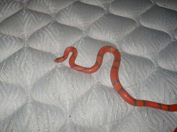 Hypo Hondo