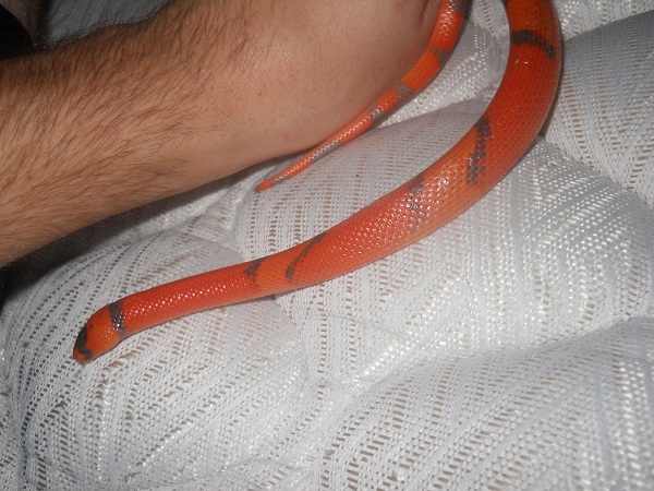 Hypo Hondo