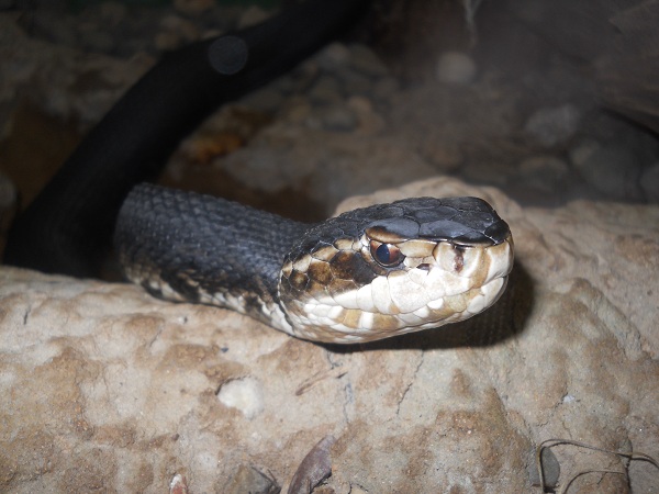 Snakes
