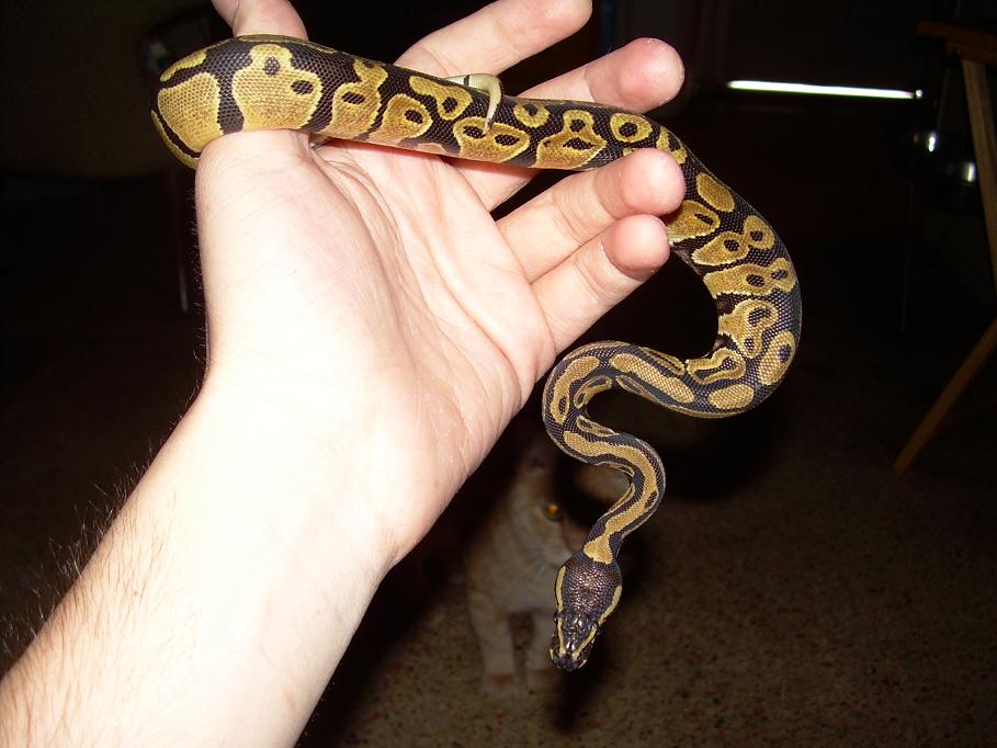 Norm@pastel Ball