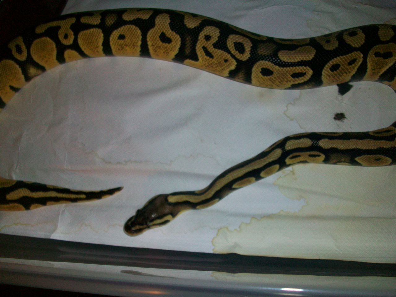 Snakes