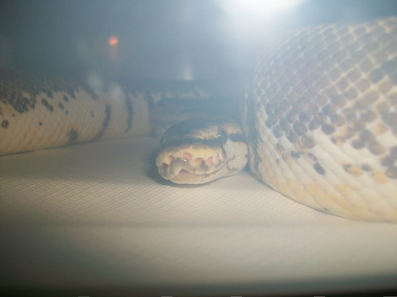 Snakes