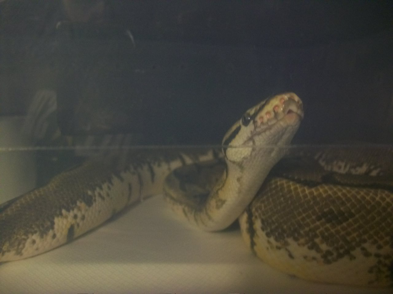 Snakes