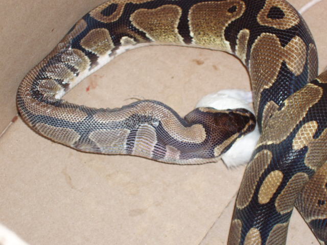 Faffy's First Rat 1
