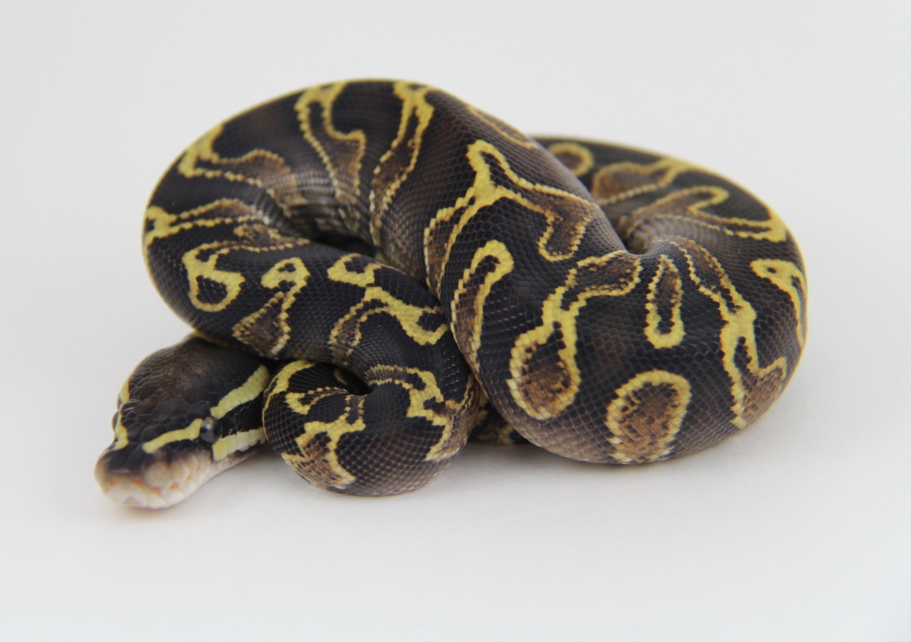 GHI Yellow Belly