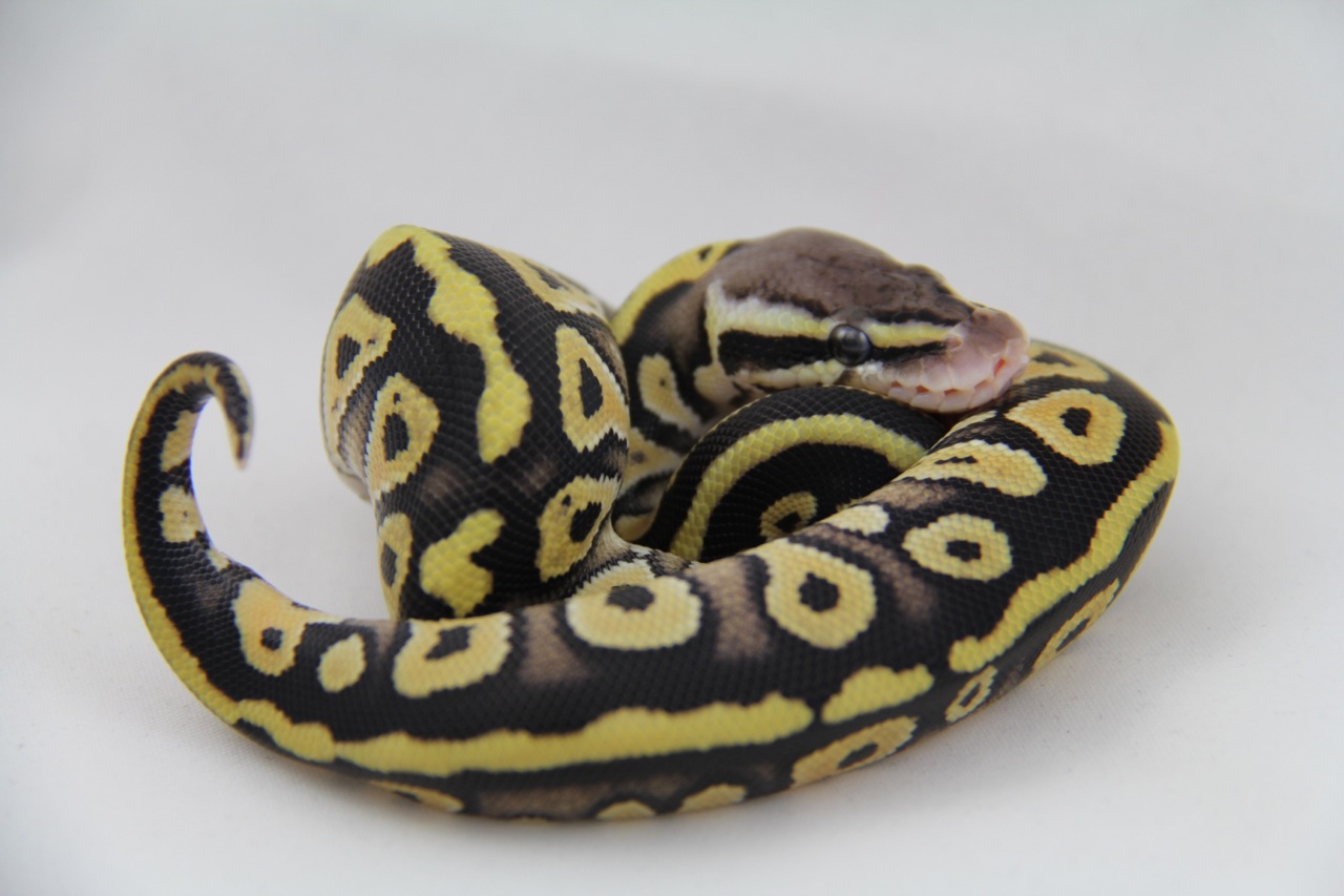 Pastel Mystic Double Het Black Lace/Hypo