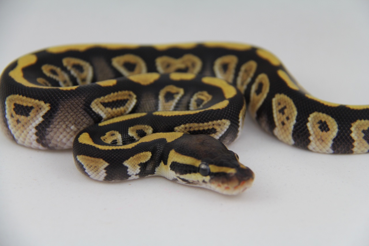Mystic Double Het Black Lace/Hypo
