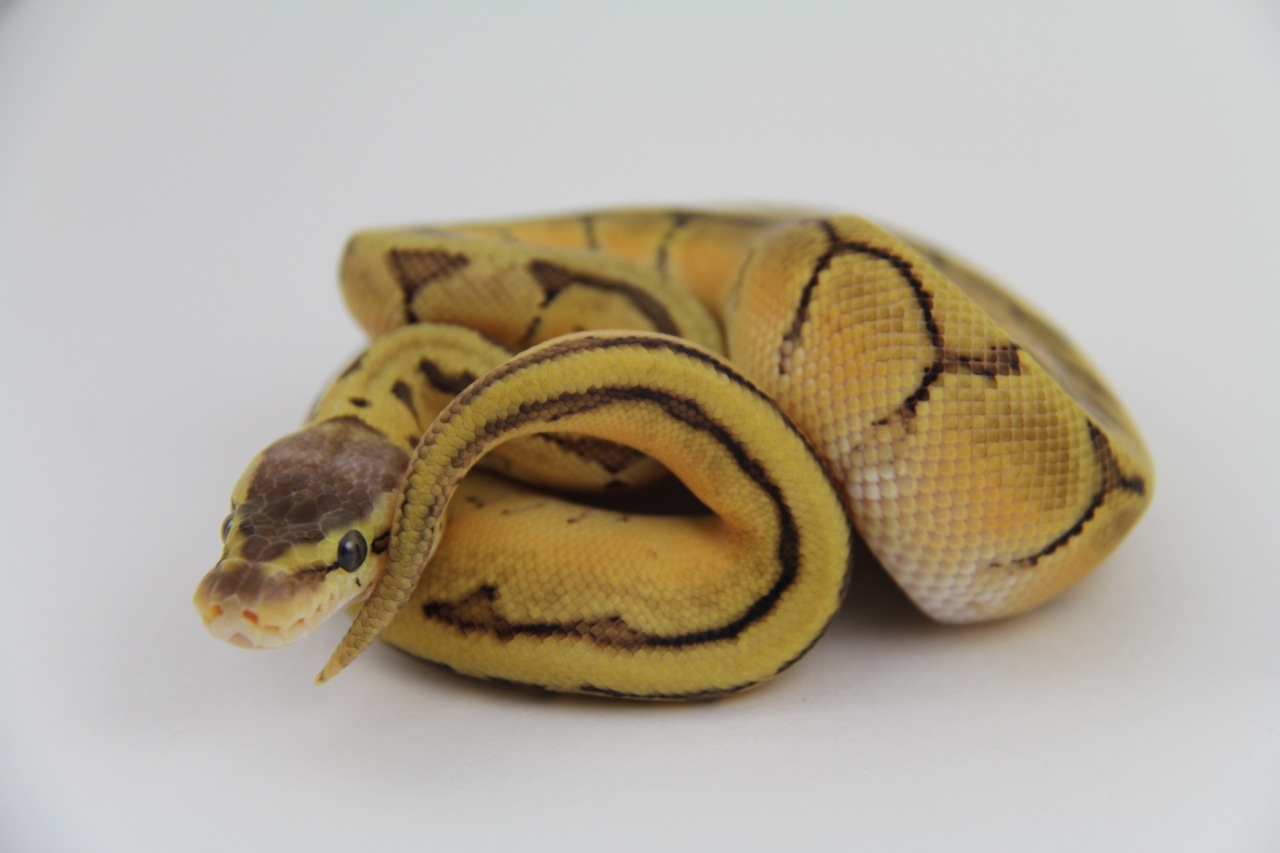 Orange Dream Lemon Blast