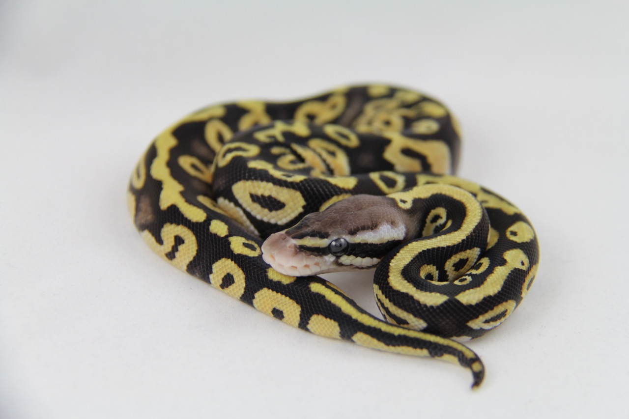 Pastel Mystic Het Black Lace