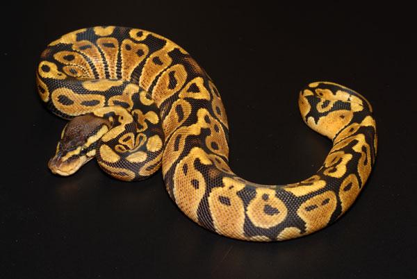 Female Pastel