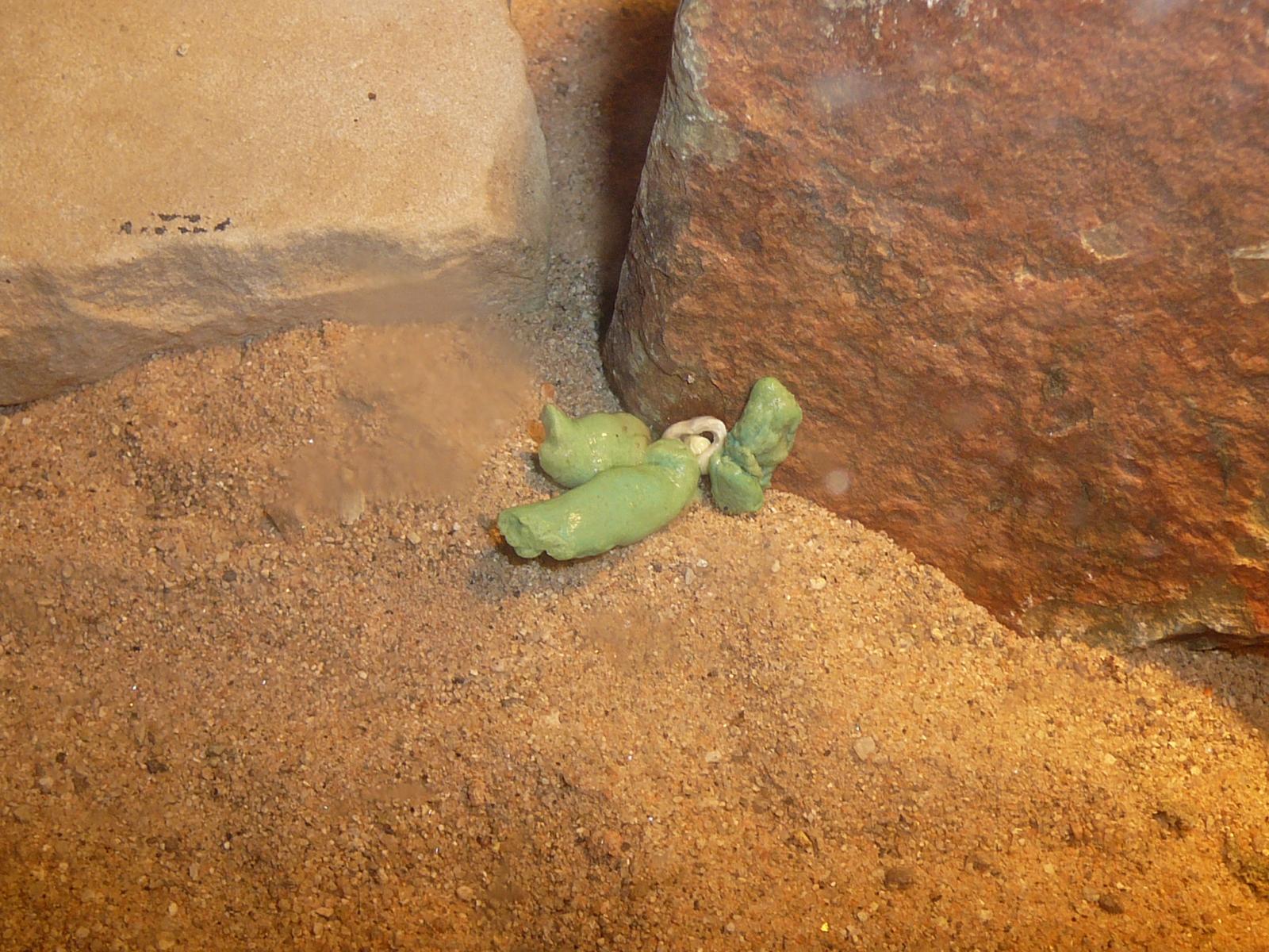 Weird Beardie Poo