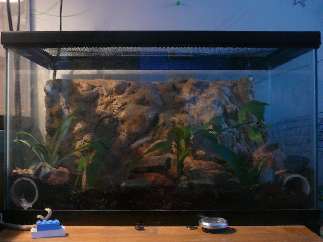 Canyon Tree Frog Setup