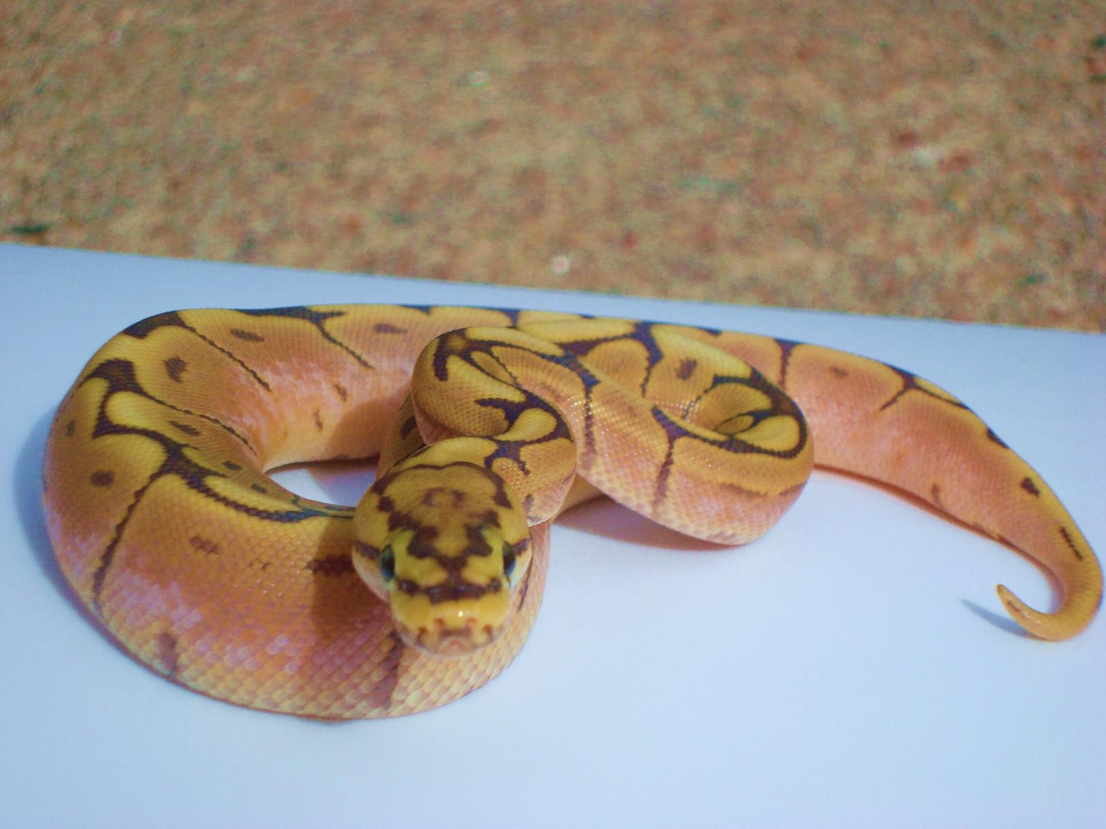 Hypo Spider