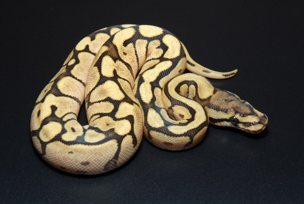 Spider Mojave