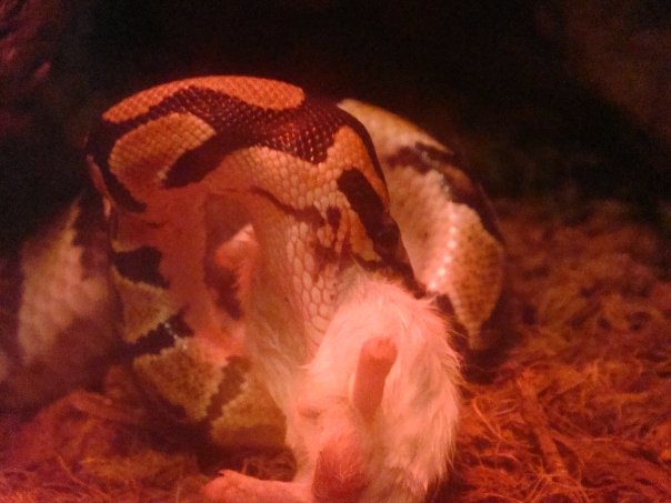 Om Nom Nom