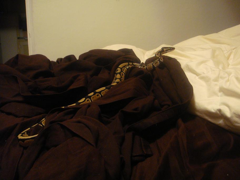 Kaa Likes Jersey Bamboo Sheets.