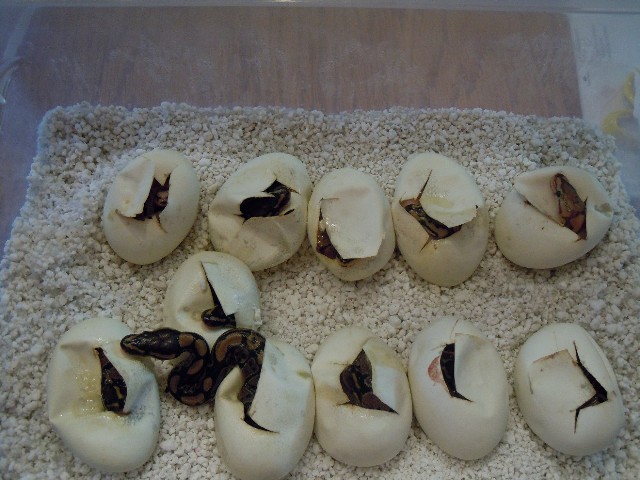 cuteggs 606401