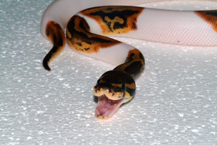 Baby Pied