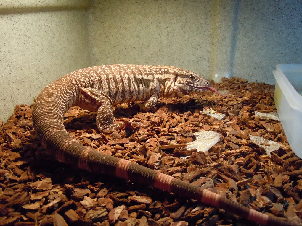 Red Tegu
