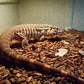 Red Tegu