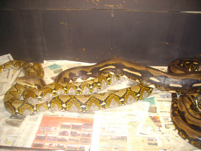 Here They Are Again