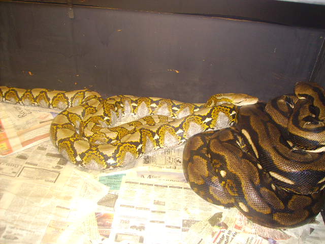 My Java Female And Male Tiger
