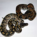 Mojave and normal sib